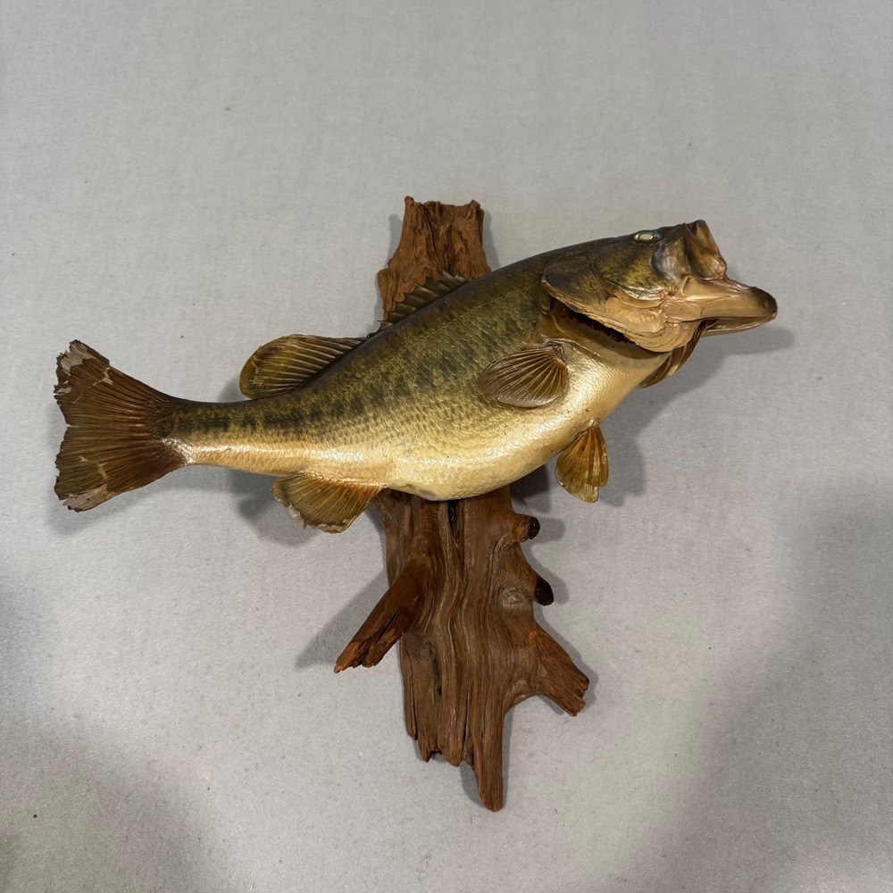 Largemouth Bass Taxidermy Wall Mount Large Green Driftwood Rustic‎ Lodge Vintage